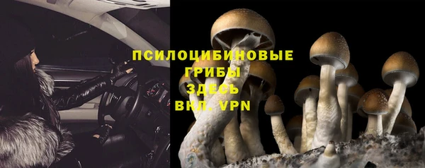 стаф Новокубанск